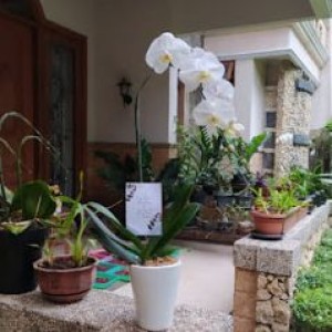 Bunga Anggrek Bogor 02