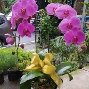 Bunga Anggrek Bogor 01