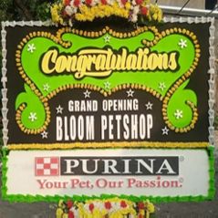 Bunga Papan Bogor 29